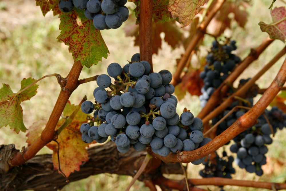 _MG_2759 bell-lloc 04