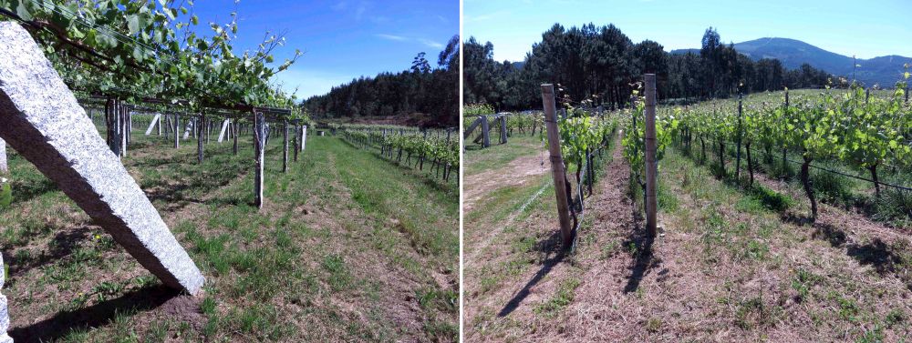 foto Martin Codax viñas 2 fotos