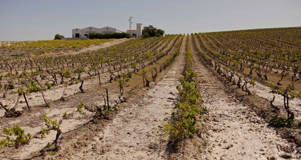 Ximenez Spinola paisaje viña